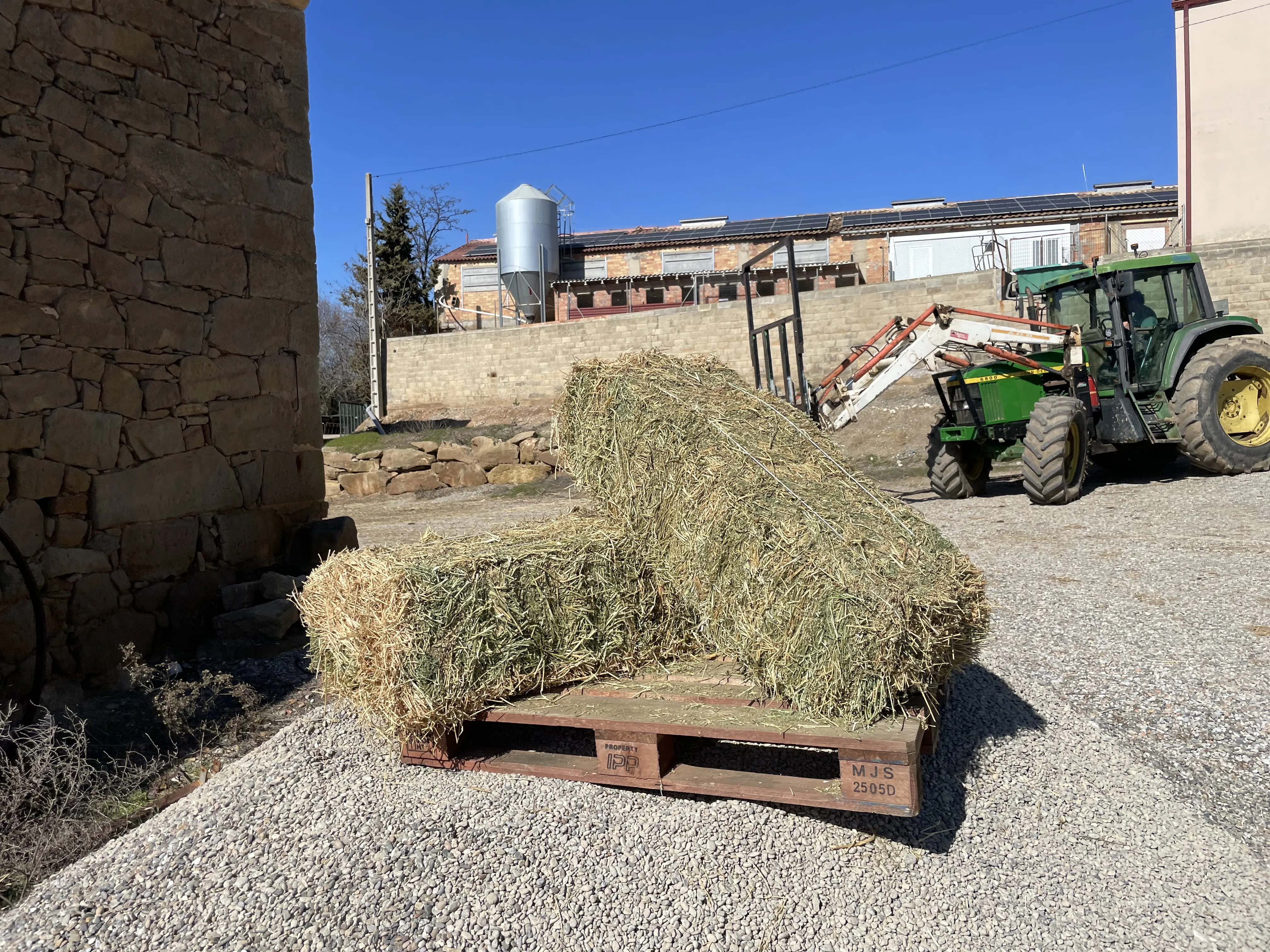 Alfalfa - IMG 0066 2